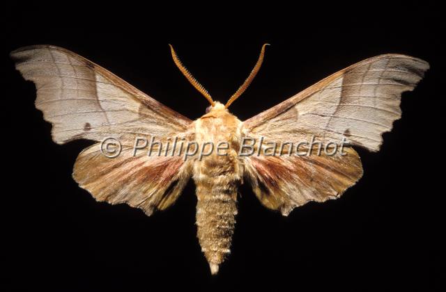 marumba quercus.JPG - Marumba quercusSphinx du chêneOak Hawk mothLepidoptera, SphingidaeFrance